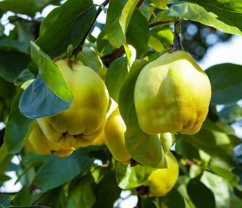 Bio Birnenquitte 'Cydora Robusta', Landlust Kollektion