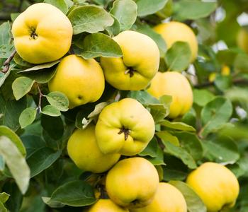 Bio Apfelquitte 'Konstantinopler', Landlust Kollektion