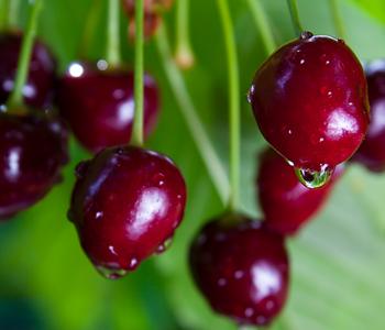 Bio Süßkirsche 'Burlat'