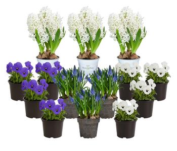 Beet- & Balkonpflanzen-Set Frühlingserwachen, 14-teilig