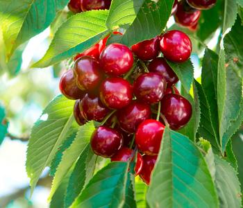 Bio Süßkirsche 'Regina'