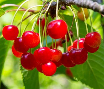 Bio Sauerkirsche 'Schattenmorelle'