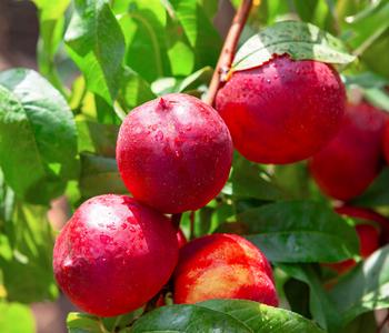 Bio Nektarine 'Nectared', Landlust Kollektion