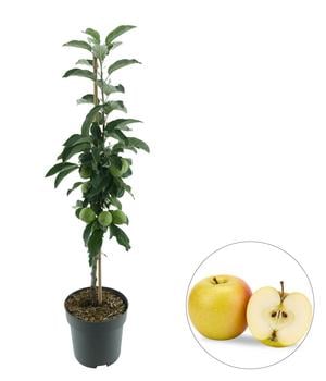 Bio Säulenapfel 'Goldcats' ®, Landlust Kollektion