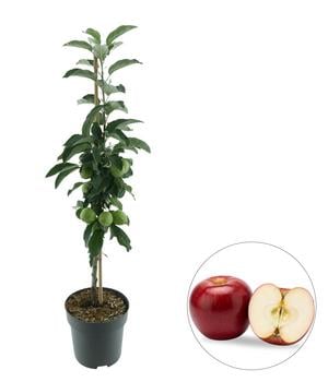 Bio Säulenapfel 'Redcats' ®, Landlust Kollektion
