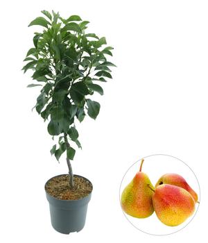 Bio Zwergbirne 'Luisa'