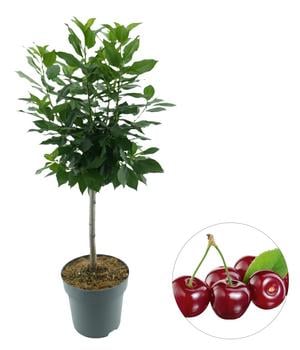 Bio Zwergkirsche 'Piemont'