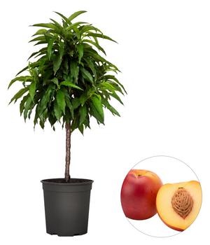 Bio Zwergnektarine 'Nectarella'