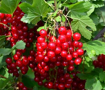 Bio Johannisbeere 'Rovada'