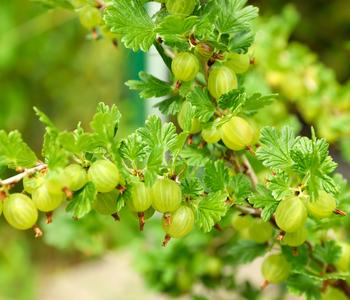 Bio Stachelbeere 'Mucurines'