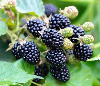 Bio Brombeere 'Navaho®'