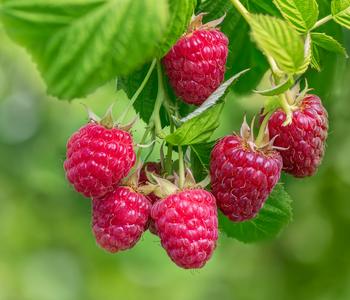 Bio Himbeere 'Autumn Belle'®