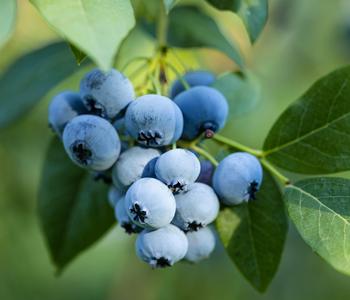 Bio Heidelbeere 'Hortblue Petite®'