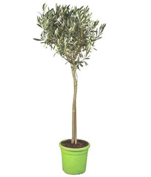 Olive, Stämmchen