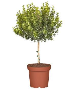 Brautmyrte, Stämmchen