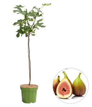 Bio Feige 'Brown Turkey'