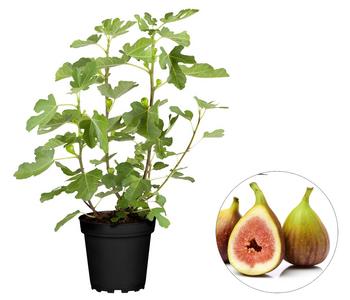 Feige 'Brown Turkey'