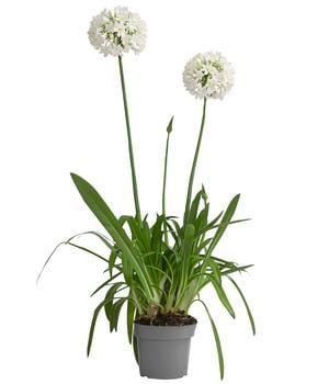 Schmucklilie 'Ever White', Landlust Kollektion