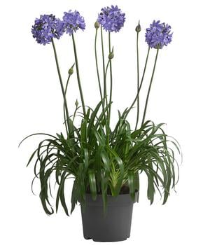 Schmucklilie 'Ever Sapphire', Landlust Kollektion