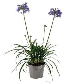 Schmucklilie 'Ever Sapphire', Landlust Kollektion