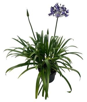 Schmucklilie 'Poppin Star', Landlust Kollektion
