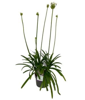 Schmucklilie 'Fireworks', Landlust Kollektion