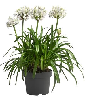Schmucklilie 'Fireworks', Landlust Kollektion