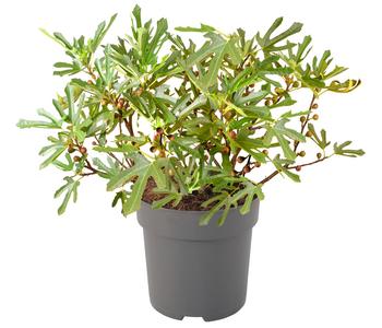 Feige 'Little Miss Figgy'