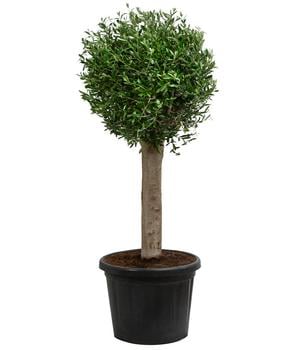 XXL Olivenbaum, ca. 170-180 cm