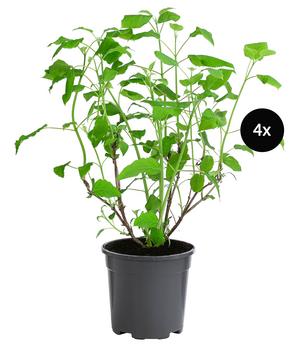Schneeball-Hortensie 'Annabelle®', 4er-Set