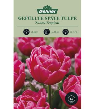 Dehner Blumenzwiebel Gefüllte Späte Tulpe 'Sunset Tropical', 6 Stk.