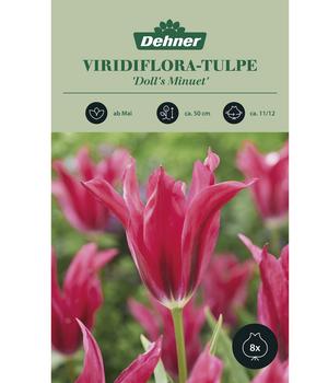 Dehner Blumenzwiebel Viridiflora-Tulpe 'Doll's Minuet', 8 Stk.