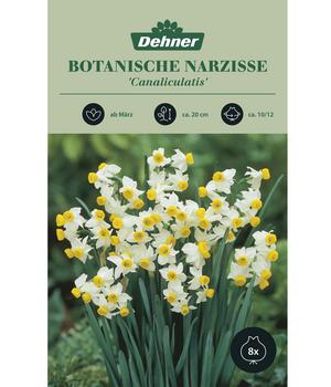 Dehner Blumenzwiebel Botanische Narzisse 'Canaliculatis', 8 Stk.