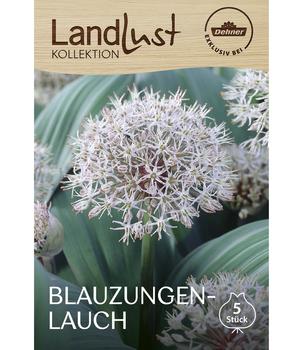 Dehner Landlust Kollektion Blumenzwiebel Blauzungen-Lauch, 5 Stk.