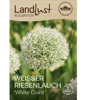Dehner Landlust Kollektion Blumenzwiebel Weisser Riesenlauch 'White Giant', 1 Stk.