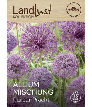 Dehner Landlust Kollektion Blumenzwiebel Allium-Mischung 'Purpur Pracht', 15 Stk.