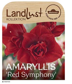 Dehner Blumenzwiebel XXL-Amaryllis 'Red Symphony', Landlust Kollektion, 1 Stk.