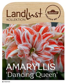 Dehner Blumenzwiebel XXL-Amaryllis 'Dancing Queen', Landlust Kollektion, 1 Stk.