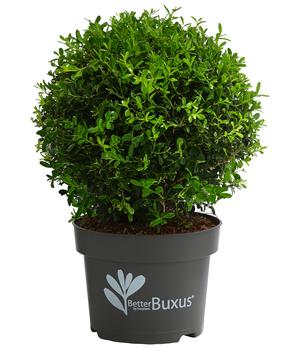 Buchs BetterBuxus® 'Skylight', Kugel