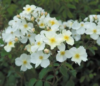 David Austin® Strauchrose Kew Gardens 'Ausfence'