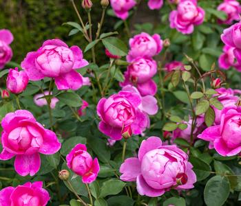 David Austin® Strauchrose Royal Jubilee 'Auspaddle'