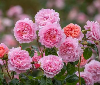 David Austin® Kletterrose Strawberry Hill 'Ausrimini'