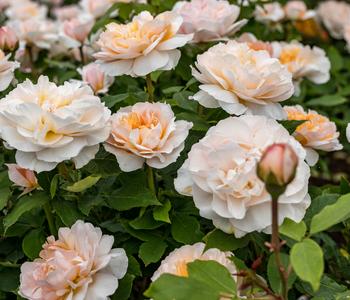 David Austin® Strauchrose The Lady Gardener™ 'Ausbrass'