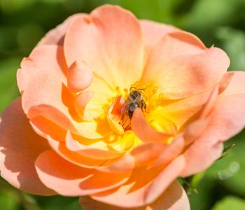 David Austin® Strauchrose The Lark Ascending 'Ausursula'