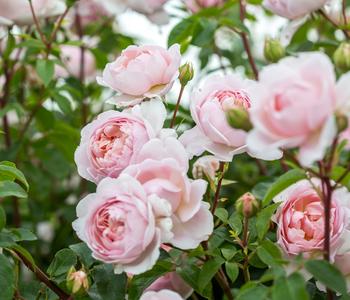 David Austin® Strauchrose Wildeve™ 'Ausbonny'