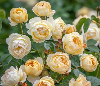 David Austin® Strauchrose Dannahue™ 'Ausa6b15'
