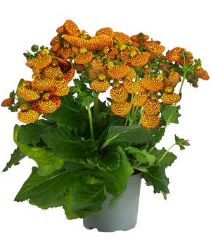 Pantoffelblume Leopard