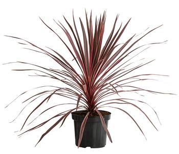 Keulenlilie 'Charlie Boy'