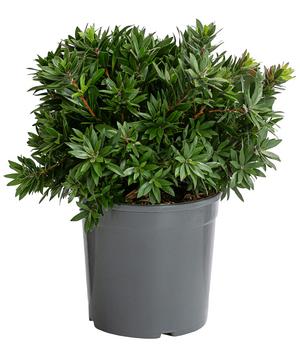 Zylinderputzer 'Red Rocket'