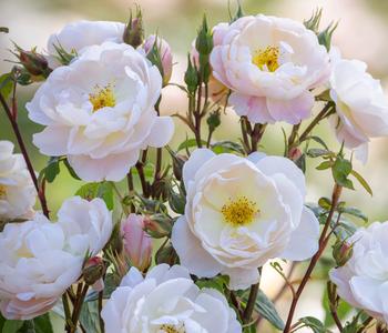 David Austin® Strauchrose Sir David Beckham 'Ausa34b16', wurzelnackt